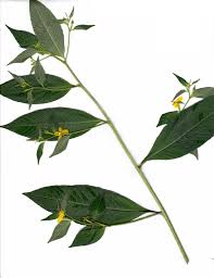 Image result for Ludwigia erecta