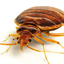 Bed bugs usually like to reside in areas that humans spend a lot of time, such as beds, chairs, and other warm places. Bedbugs Plague Hits British Cities Uk News The Guardian