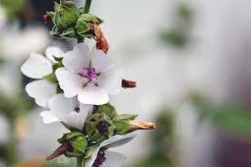 Marshmallow plant, also known by its botanical name althea officinalis, is an herb that's been used. Marshmallow Plant Althaea Officinalis Growing Guide Care Problems And Harvest