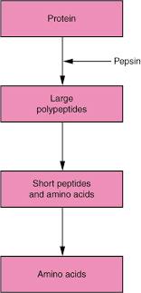 Chemical Digestion And Absorption A Closer Look Anatomy