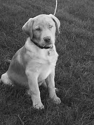 Just wondering if Libby's brothers and sisters have tummy problems with  diarrhea? Libby's has had something going