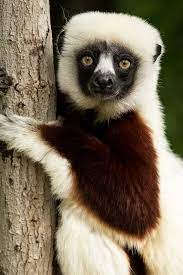 12 Incredible Facts About Lemurs Madagascar Animals Animals Beautiful Animal Planet