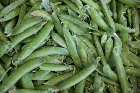 We did not find results for: English Peas Garden Peas Pisum Sativum Common Peas With Green Stock Photo Picture And Royalty Free Image Image 29603673