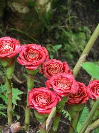 Image result for Etlingera