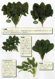 ほうれんそう 法連草 産地 野菜 栄養 機能性 調理