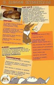 I conigli nani ci attraggono poiché piccini, fluffosi, pelosotti, morbidi e con gli occhioni giganti: Coniglio Ariete Nano Chiara Giulia Sgambati Home Facebook