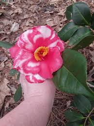 Camellia Gunsmoke Variegated Variegated Flowers Plants