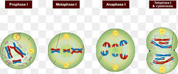 Check spelling or type a new query. Cytokinesis In Animal Cells Plant Cell Telophase Plants Angle Text Png Pngegg