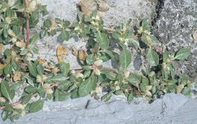 Image result for Alternanthera caracasana