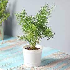 Affordable and search from millions of royalty free images, photos and vectors. Send Asparagus Grass Plant Online Price Rs 299 Floweraura
