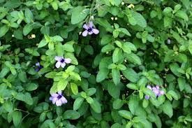 Image result for Dyschoriste thunbergiiflora