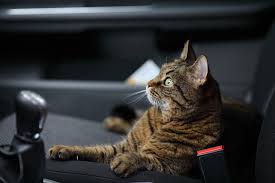 Scoop the litter box every day. How To Travel With A Cat In A Car Long Distance With A Litter Box