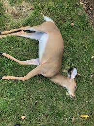 Toronto's most affordable, professional pest control service. Sayreville Nj Dead Animal Deer Carcass Removal Service