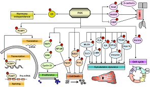 Vendor profile shall be 100% completed in order to proceed with submission. 21 Activated Kinase Pak Stimulation Of Signaling Cascades Paks Download Scientific Diagram