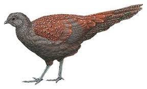 Taiwan pheasant, phasianus colchicus formosanus; Illustrations Mountain Peacock Pheasant Polyplectron Inopinatum Birds Of The World