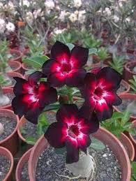 Pin On Plantas E Jardim