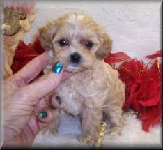 Pet breeder in lakeland, florida. Apricot Maltipoos Teacup Apricot Maltipoo Puppies