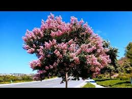 Best shrubs with pink flowers. Pink Crape Myrtle Lagerstroemia Indica Carlsbad California Youtube