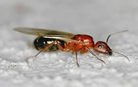 Short hairs form rings around their carpenter ants tunnel through dead or decaying wood to build colonies. Everything You Need To Know About Carpenter Ants