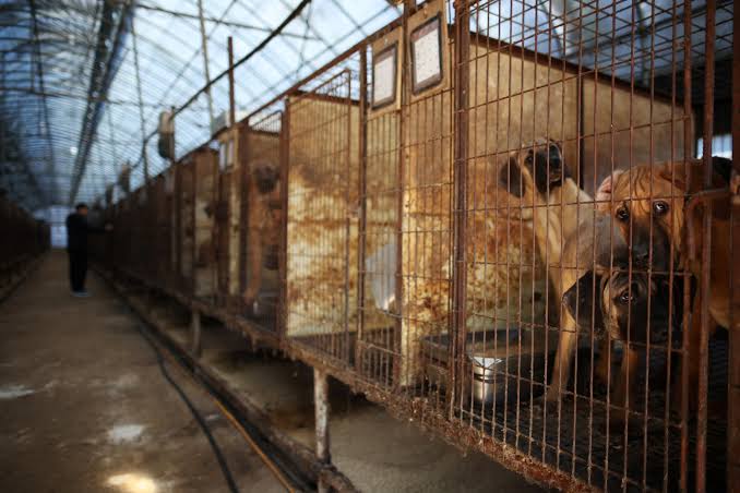 South Korea passes bill to ban consumption of dog meat | Reuters