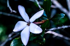 Image result for Hyperacanthus amoenus