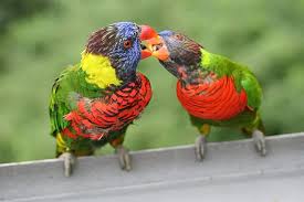 Image result for tbn:ED285OK8yRCGdM::www.hawanaajd.com/backgd/data/media/4/Wallpapers_-_Parrots_-_01.jpg