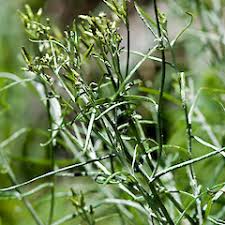 Image result for Senecio sp.no.4