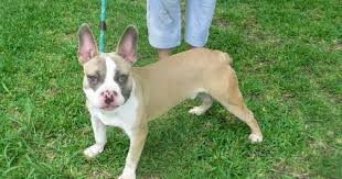 Though the boston terrier french bulldog mixes may not have severe health hazards as their parent breeds, however, certain common concerns faced by their parents like respiratory disorders, eye ailments, digestive concerns, sensitivity to extremes of temperatures might be observed in them. Boston Terrier French Bulldog Mix Temperament Size Lifespan Adoption Price