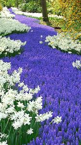 Nature Purple And White Flowers Field Iphone 5s Wallpaper Purple Flowers Wallpaper Purple And White Flowers Spring Images