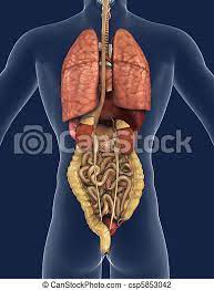 These are the brain, heart, kidneys, liver and lungs. Internal Organs Back View 3d Render Of The Internal Organs As Seen From The Back With A Silhouette Of The Body Canstock