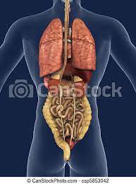 File:internal organs.svg is a vector version of this file. Internal Organs Back View 3d Render Of The Internal Organs As Seen From The Back With A Silhouette Of The Body Canstock