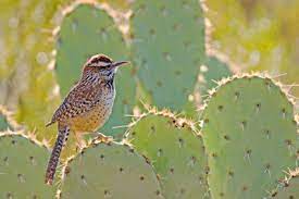 They've become particularly popular among millennials. Arizona S Audacious State Bird The Cactus Wren Tucson Audubon Society