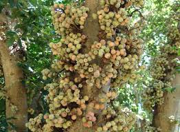 Image result for Ficus sycomorus