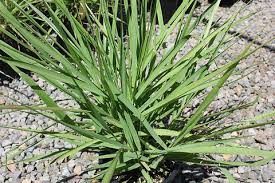 Image result for Eragrostis unioloides