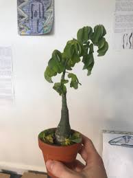 Image result for Adenia glauca