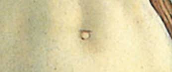 Out in the wastes, she has to deal with all kind of things that would kill her her as soon as look at her. Venus Has A Crowded Belly Button Krulwich Wonders Npr