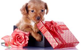 Jun 06, 2021 · i would like a copy of this pattern all i need just the pattern is a copy of you can just send the copy to my email and i can do is cut it my self out the plastic canvas with my own plastic canvas at my home i appreciate please instead of me paying for the items i can do this on my own with out having any problem if you just send out a copy of the pattern to my email that would help me a lot. Wallpaper Puppy Gift Box Dog Like Mammal Dog Crossbreeds Dog Breed 2560x1600 4kwallpaper 587634 Hd Wallpapers Wallhere