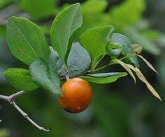 Khasiat Daun Bidara Dalam Perubatan Islam Cara Membuat Ramuan Cara Menggunakan Pohon Bidara Efek Samping Manfaat Kumpulan Tips Nama Lain Daun Tanaman Pohon