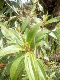 Image result for Melastomastrum capitatum