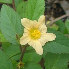 Image result for Sida acuta