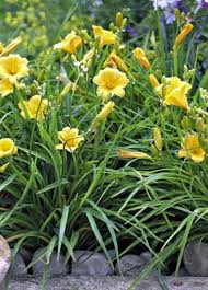 9 Plantes Parfaites Pour Une Terre Argileuse Terre Argileuse Parterre De Fleurs Massif Fleurs