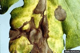 Image result for Septoria leaf spot of tomato