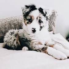 cutepuppyinstagram australian shepherd puppies animals animals friends
