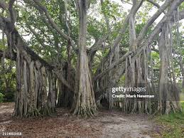 Image result for Ficus chirindensis