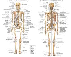 skeletal anatomy skeleton anatomy anatomy body anatomy