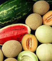Inodorus group includes honeydew, crenshaw, casaba, winter melon, american melon, fragrant melon, or oriental sweet melon. Category Melons Recipes Wiki Fandom