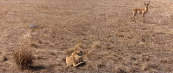 Animals are beautiful people full movie. Beautiful People 1974 Imdb