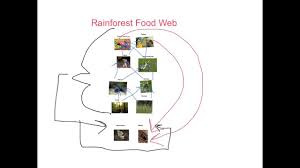 Photosynthesis is a process that converts energy in light form into chemical energy that can be used for nutrients. Rainforest Food Web Chain Youtube