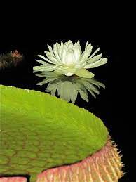 santa cruz waterlily now in bloom planting flowers water lilies bloom