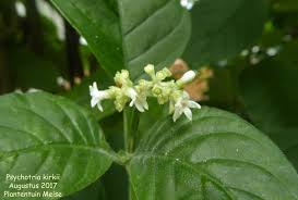 Image result for Psychotria kirkii